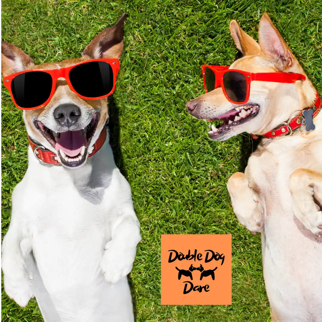 two dogs wearing sunglasses smiling